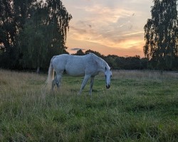 broodmare Coliena (Mecklenburg, 2013, from Corrington)