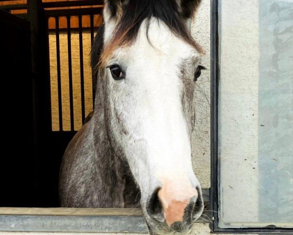 jumper Clementine Pepper (Zangersheide riding horse, 2021, from Columbus Z 3)