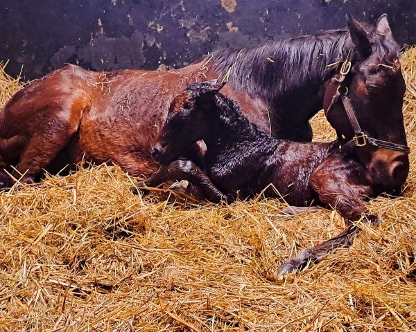 foal by Hengst von Chaldean xx (Thoroughbred, 2025, from Chaldean xx)