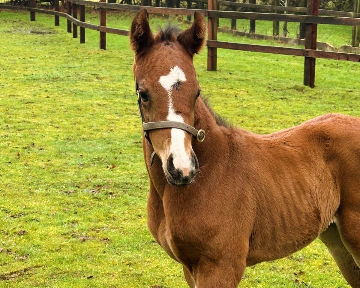 foal by Hengst von Chaldean xx (Thoroughbred, 2025, from Chaldean xx)