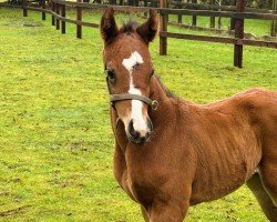 foal by Hengst von Chaldean xx (Thoroughbred, 2025, from Chaldean xx)