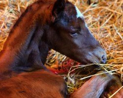 foal by Hengst von Chaldean xx (Thoroughbred, 2025, from Chaldean xx)