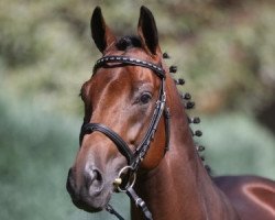 stallion Love Me (Hanoverian, 2005, from Lauries Crusador xx)