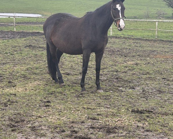 Zuchtstute Sonett (Trakehner, 2011, von Shavalou)