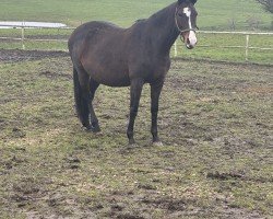 broodmare Sonett (Trakehner, 2011, from Shavalou)