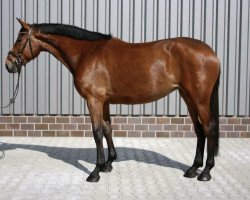 jumper Diamant's Diamona (Oldenburg show jumper, 2017, from Diamant de Plaisir 178 FIN)