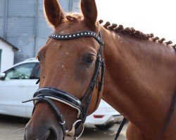 dressage horse Jil Eskada (Westphalian, 2012, from Jazzmate)