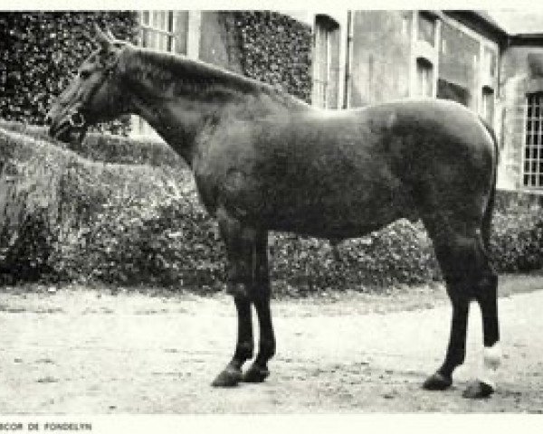 stallion Nabcor de Fondelyn AA (Anglo-Arabs, 1957, from Chamberet AA)