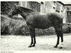 stallion Nabcor de Fondelyn AA (Anglo-Arabs, 1957, from Chamberet AA)