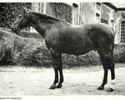 Deckhengst Nabcor de Fondelyn AA (Anglo-Araber, 1957, von Chamberet AA)