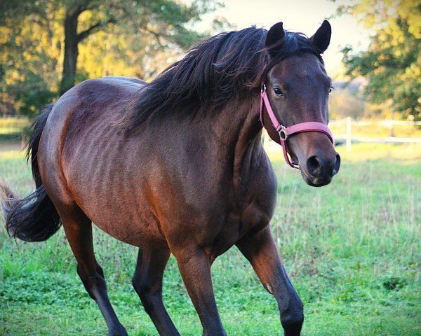 jumper Chapeau de Luxe (German Riding Pony, 2022, from Champ de Luxe)