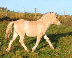 broodmare Silence (Fjord Horse, 2014, from Kelvin)