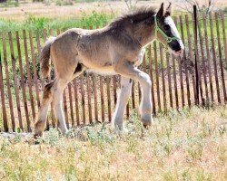 horse Hooper Ridge Diosa (Clydesdale, 2022, from Willow Way Firestone)