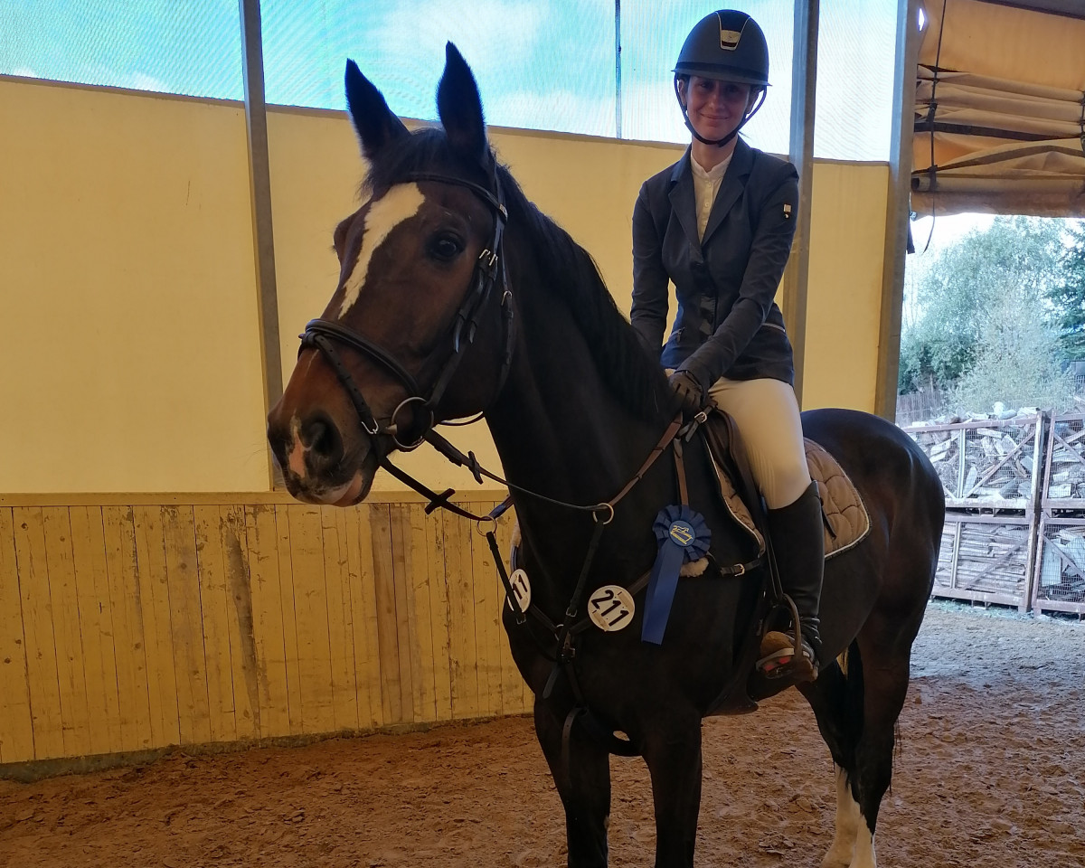 jumper Eddie II (Holsteiner, 2009, from Quidam de Revel)