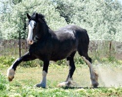 horse Hooper Ridge Sophia (Clydesdale, 2022, from Somewhere Doc's Black Jack)