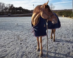 jumper Charolina PS (Oldenburg show jumper, 2017, from Chacoon Blue)