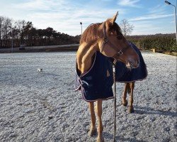 Springpferd Charolina PS (unbekannt, 2017)