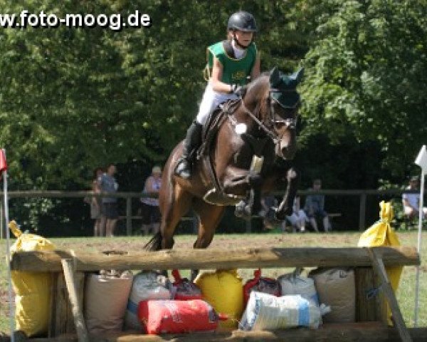 jumper Boheme N (German Riding Pony, 1999, from Bouquet AA)