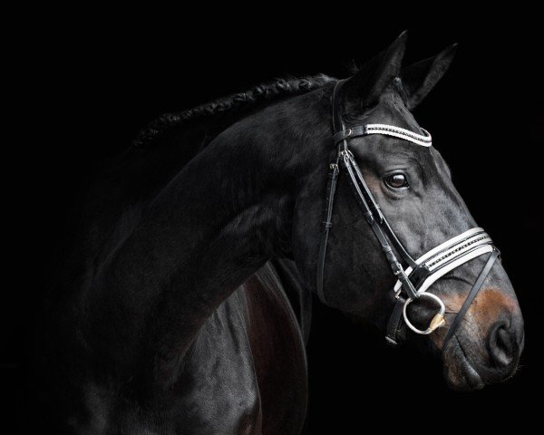 dressage horse Rock me W (Oldenburg, 2014, from Rock Forever NRW)