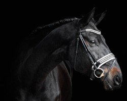 dressage horse Rock me W (Oldenburg, 2014, from Rock Forever NRW)