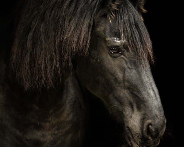 Pferd Sake Fan Bergland (Friese, 2005, von Onne)