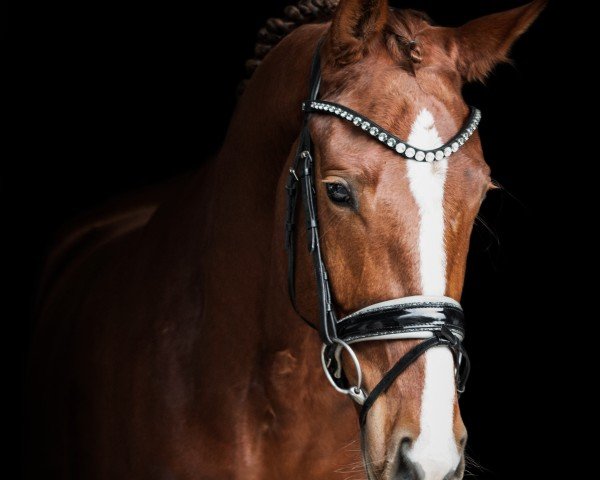 dressage horse Viva la Vida 65 (Oldenburg, 2020, from Viva Gold OLD)