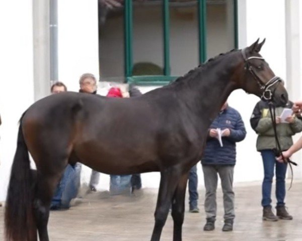 Dressurpferd Palm Springs (Trakehner, 2022, von E.H. Millennium)