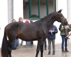 dressage horse Palm Springs (Trakehner, 2022, from E.H. Millennium)