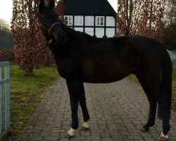 dressage horse Ferino (Oldenburg, 2017, from Frascino)