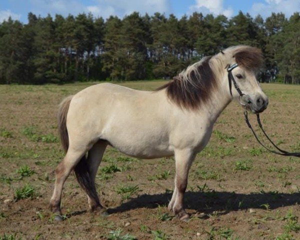 jumper Fiona-Bella vom Rindergraben (Shetland Pony, 2018, from Vulkan vom Melkweg)