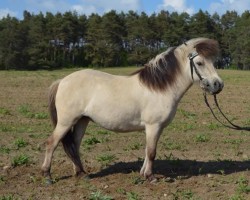 Springpferd Fiona-Bella vom Rindergraben (Shetland Pony, 2018, von Vulkan vom Melkweg)