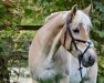 dressage horse History (Haflinger, 2006, from Wild Passion)