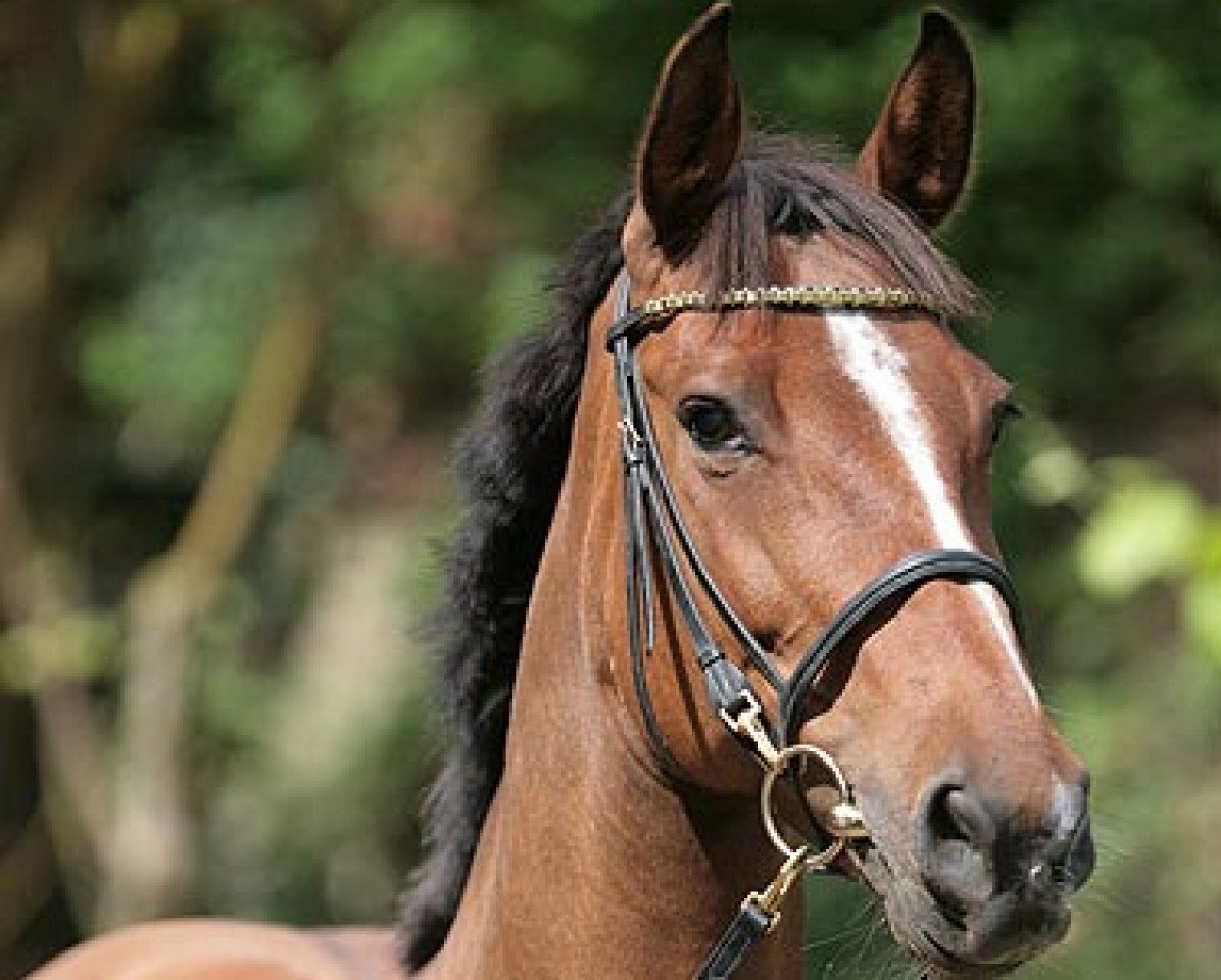 Zuchtstute Cassie (Westfale, 1998, von Cassini I)