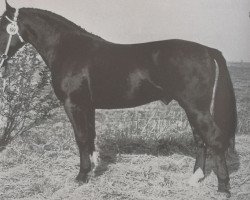 stallion Flakon Mo 1245 (Heavy Warmblood, 1965, from Flirt Mo 1173)