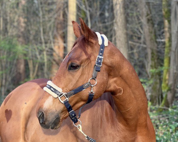 jumper Lion Heart - Endor xx (Thoroughbred, 2013, from Arakan xx)