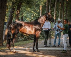 dressage horse K.C. Finest Edition (Hanoverian, 2021, from Finest)