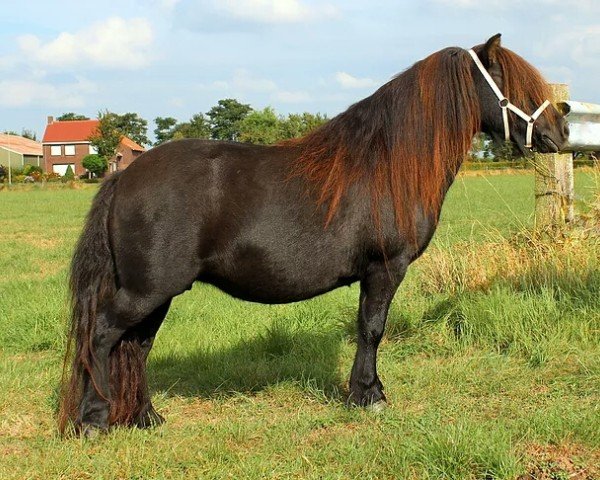 broodmare Accoord van de Ariaanshoeve (Shetland Pony,  , from Gideon van de Schaapshoeve)