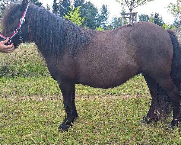 broodmare Frederique v.d.Ariaanshoeve (Shetland Pony,  , from Fedor v.d Lindenhoeve)