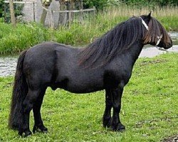 stallion Fedor v.d Lindenhoeve (Shetland Pony,  , from Asterix van Dorpzicht)