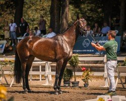 dressage horse K.C. C'est Bon (Hanoverian, 2021, from Confess Color)