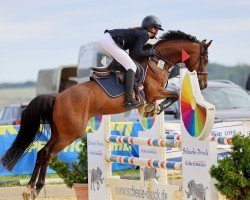 Springpferd Don DJ (Deutsches Reitpony, 2013, von Don Diabolo NRW)