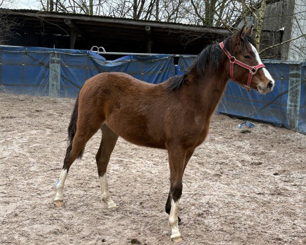 Dressurpferd Knopf (Deutsches Reitpony, 2024, von Noble Cracker TS WE)