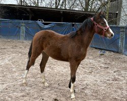 foal by Knopf (German Riding Pony, 2024, from Noble Cracker TS WE)