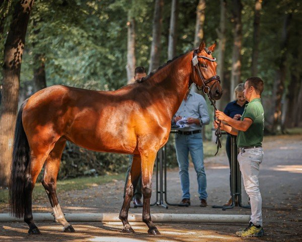 Dressurpferd Valverda K.C. (Hannoveraner, 2021, von Valverde NRW)