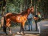 dressage horse Valverda K.C. (Hanoverian, 2021, from Valverde NRW)