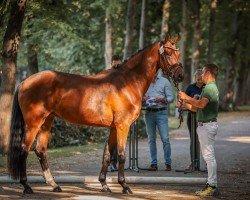 dressage horse Valverda K.C. (Hanoverian, 2021, from Valverde NRW)