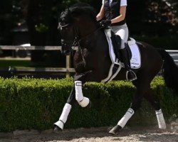 dressage horse So Rafiq (KWPN (Royal Dutch Sporthorse), 2021, from So Perfect)