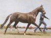 broodmare Clarissa (Hanoverian, 2004, from Royal Hit)