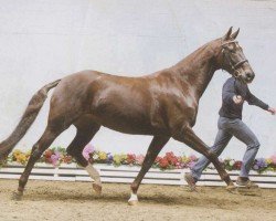 broodmare Clarissa (Hanoverian, 2004, from Royal Hit)