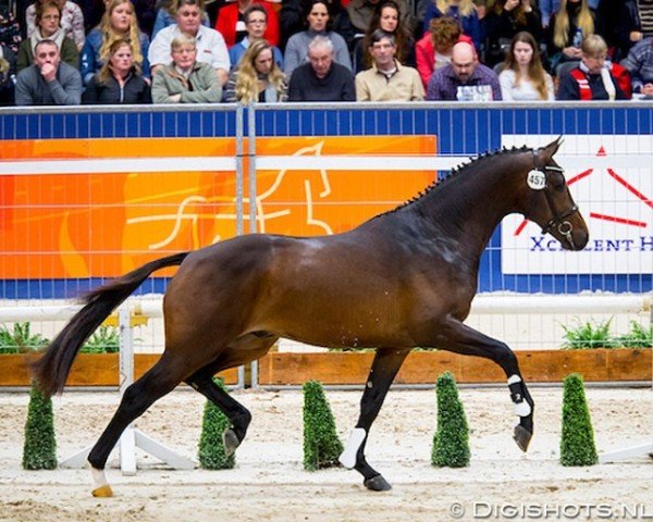 Deckhengst Blue Hors Livius (KWPN (Niederländisches Warmblut), 2016, von Gotcha Utopia)